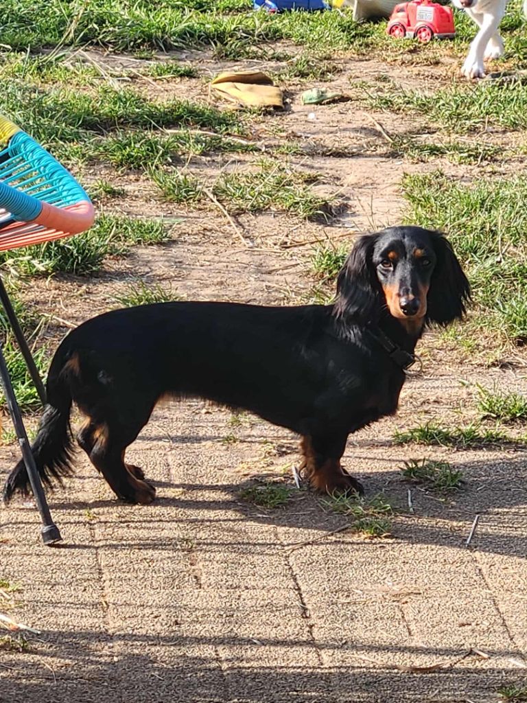 Urielle du clos de quivarc'h