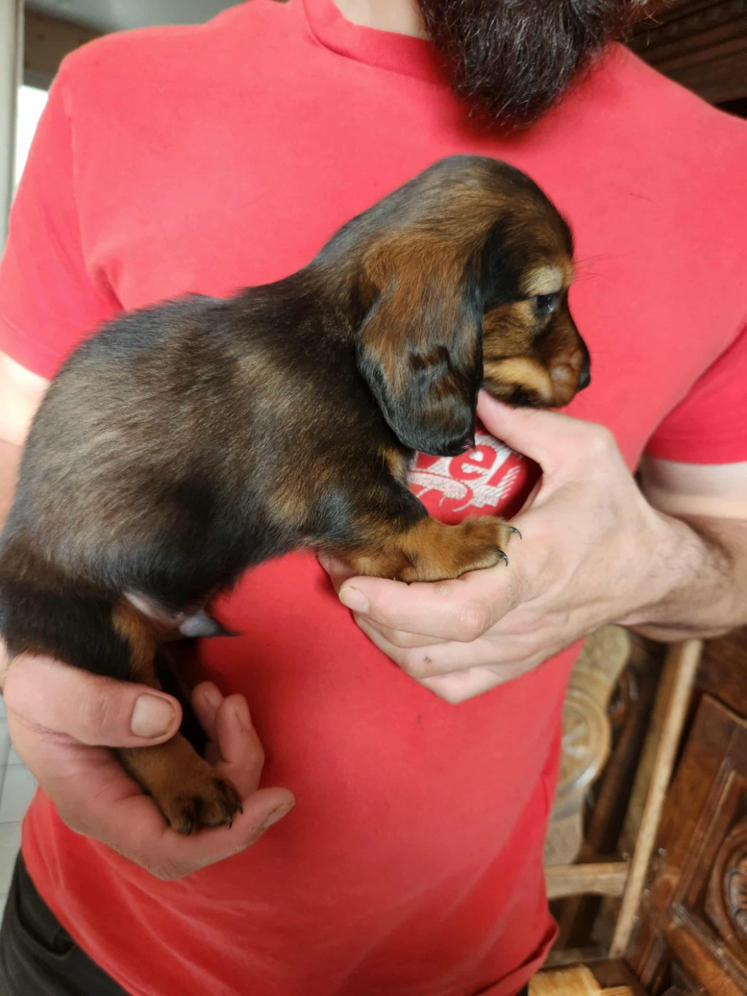 Des Vents Salés - Chiots disponibles - Teckel poil long