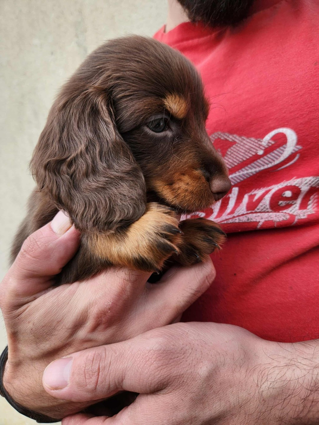 Des Vents Salés - Chiots disponibles - Teckel poil long