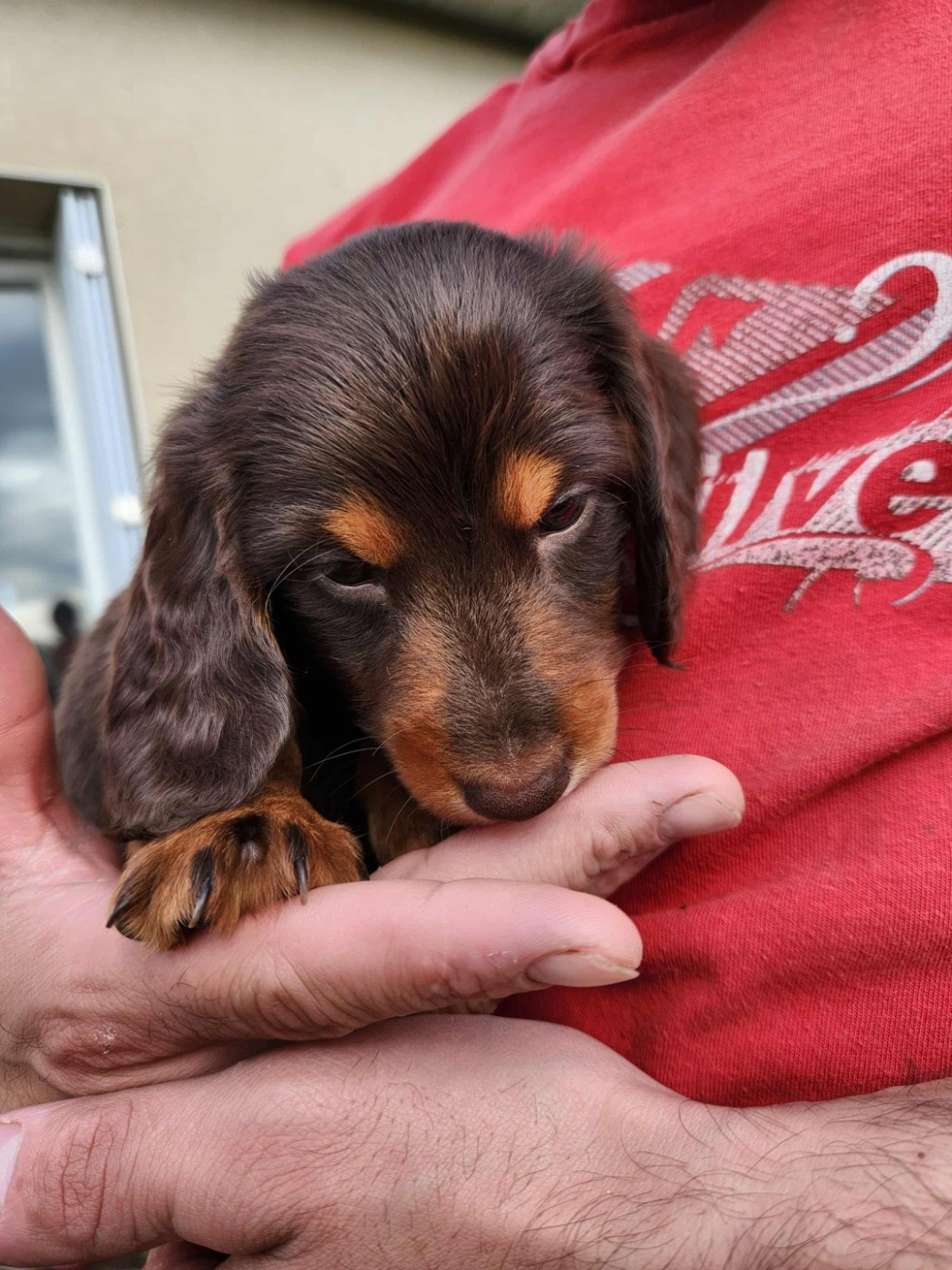 Des Vents Salés - Chiots disponibles - Teckel poil long