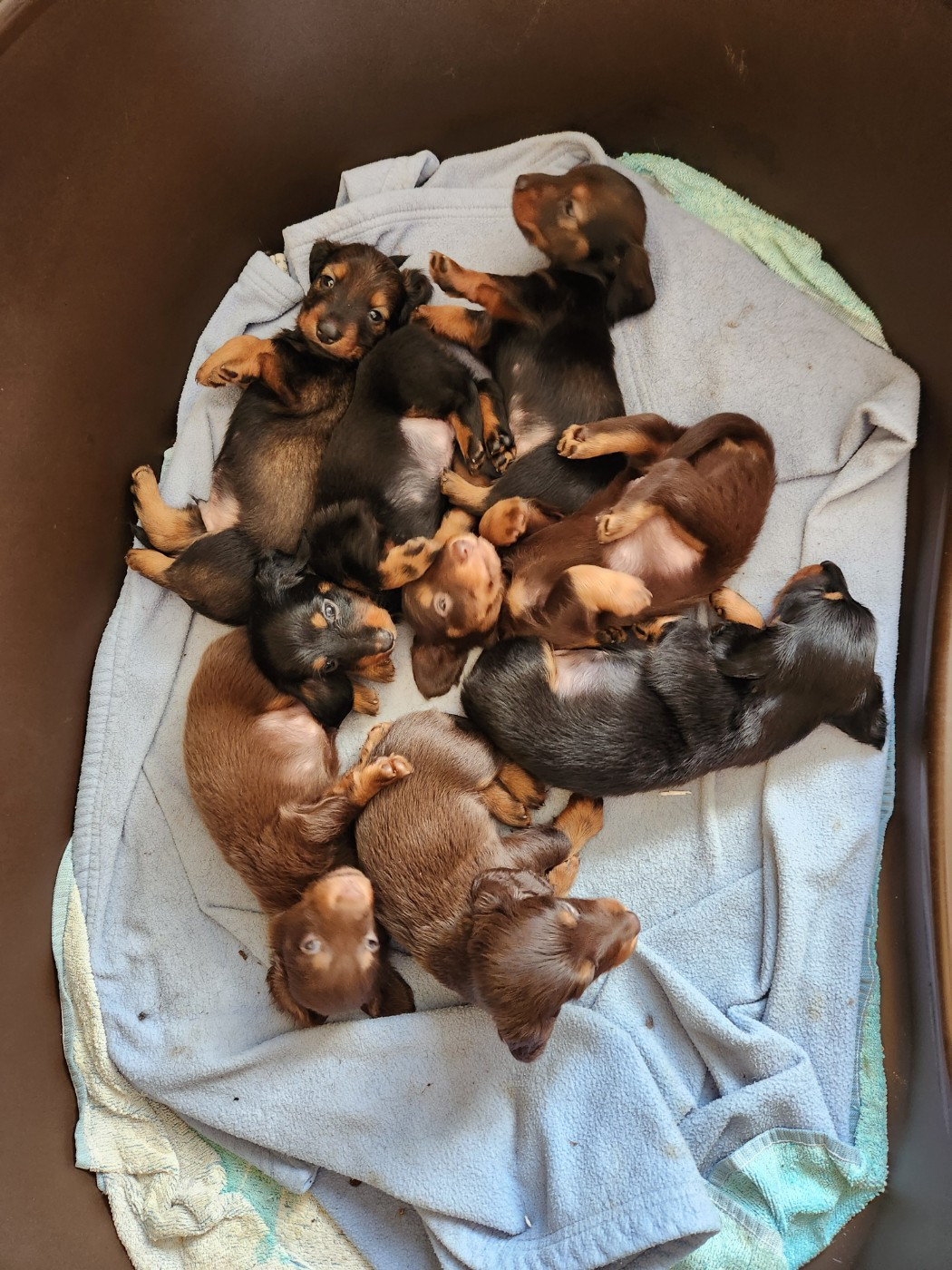 Chiot Teckel poil long Des Vents Salés